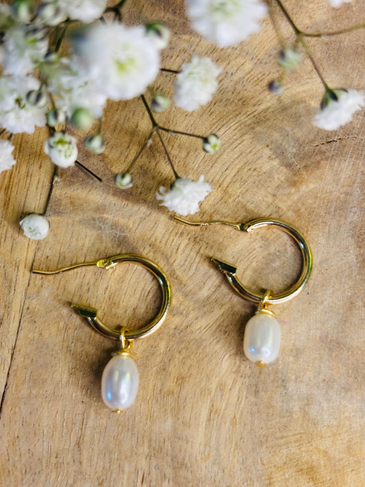 14mm 14K gold plated hoops-featuring white teardrop freshwater pearls
